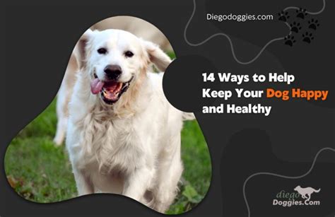 14 Ways To Help Keep Your Dog Happy And Healthy