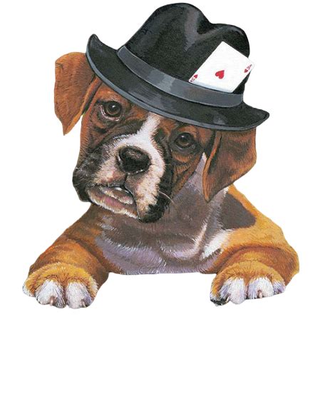 Images By Stilly On Dog With Hat 095