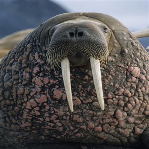 Atlantic Walrus Nammco