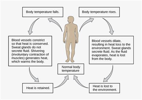 Download Flow Chart Shows How Normal Body Temperature Is Maintained