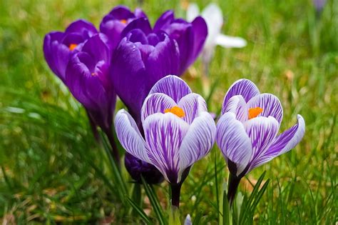 Royalty Free Photo Macro Photography Of Purple Petaled Flowers Pickpik