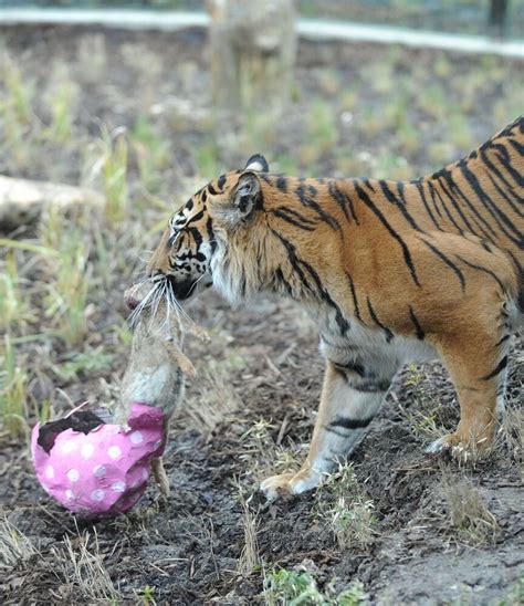 Safari Park Tigers Feast On The Easter Bunny Huffpost Uk News