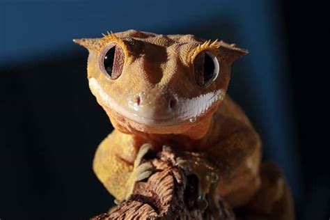 20 Facts About Crested Geckos Wildlife Informer