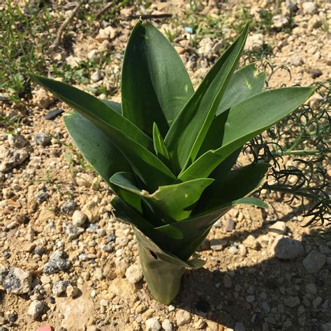 Malta - was für eine Pflanze wächst hier (Mit Bild)? (Biologie, Pflanzen, Natur)