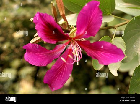 Bauhinia X Blakeana Hong Kong Orchid Tree Sterile Hybrid With Purple