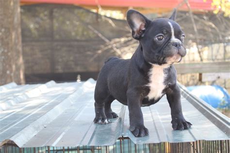 From french bulldog puppies for sale, french bulldog breeders, french bulldog breeders, mini french bulldogs, care, health, training, & more! Frenchton and French Bulldog Puppies for Sale - Highnote ...