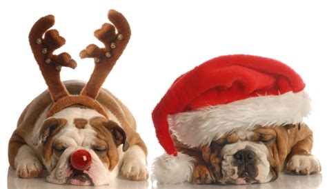 Twelve Breeds Of Christmas The Bulldog Tevra Pet