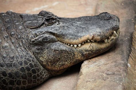 Crocodilia Reptile American Alligator Alligator Picture Image