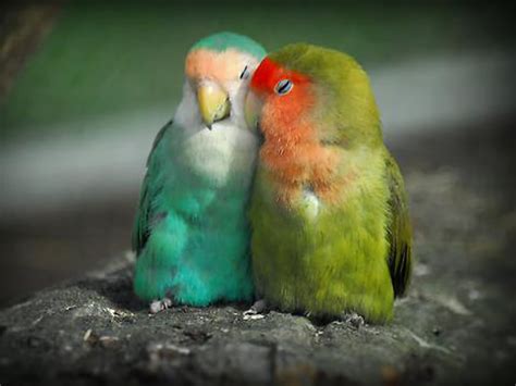 Quotes About Love And Birds Quotesgram