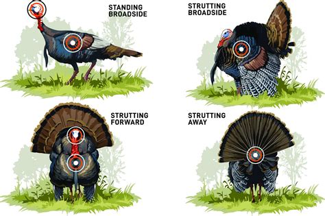 Where To Arrow A Wild Turkey Bowhunters United