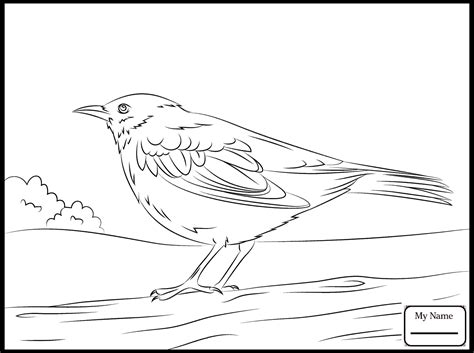 Blackbird Bird Coloring Pages Jiahajava