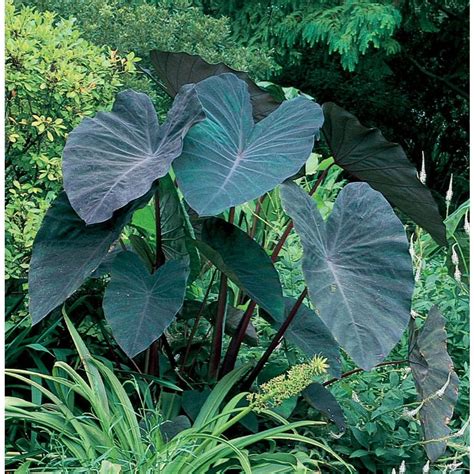 Black Magic Elephant Ear L14450 Plants Poisonous Plants