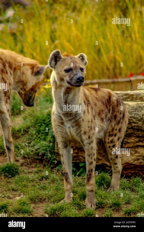 Zoo Hyenas Hi Res Stock Photography And Images Alamy