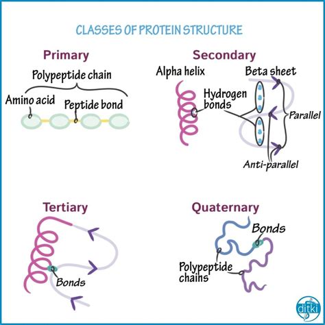 Learn Biochemistry By Drawing Out The Structures Proteins