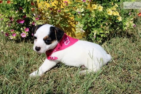An interview can be arranged with an adoption officer to ensure that the best possible match has been made after this cooling off period. Maggie: Jack Russell Terrier puppy for adoption near ...