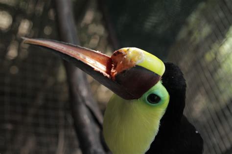 Toucan Nation Die Tierschützer Von Costa Rica Usa 2015 Streams Tv