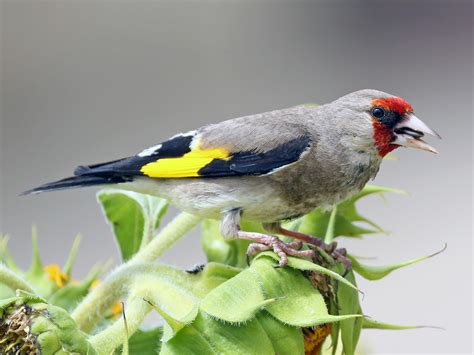 European Goldfinch Ebird
