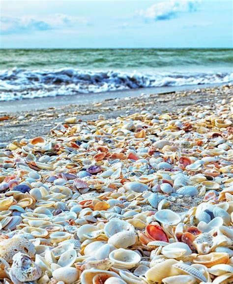 Thousands Of Exotic Shells Line The Beach Of Sanibel Island Florida