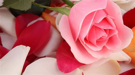 Pink Rose Beautiful Flowers Photo Hd Wallpaper Preview