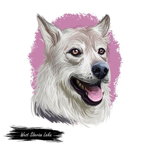 West Siberian Laika Dog Breed Portrait Isolated On White Digital Art