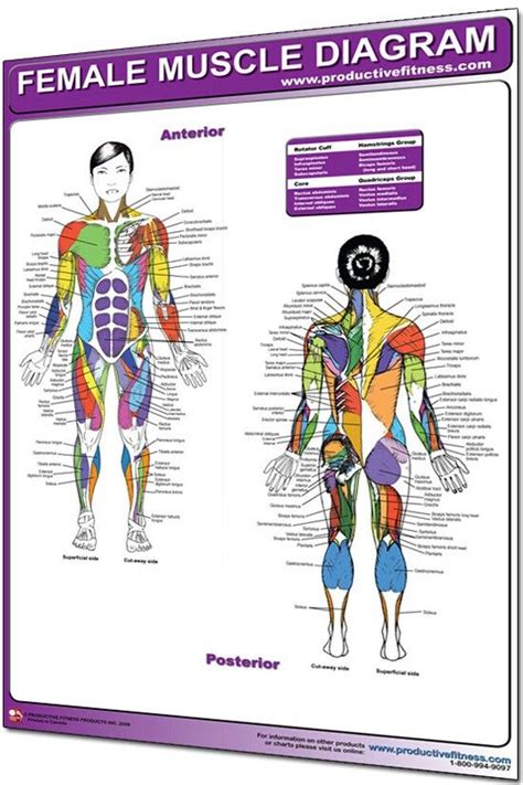 Элементы, изображённые на этом файле. Male Anatomy Diagram Front View - Male Skeleton Internal Organs Front Back Stock ... / .learn ...