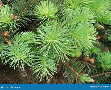Pine Branches With Young Runaways Stock Image Image Of Pure Young