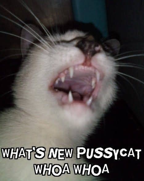 Whats New Pussycat Cat Scratching Whats New Cats Memes Animals