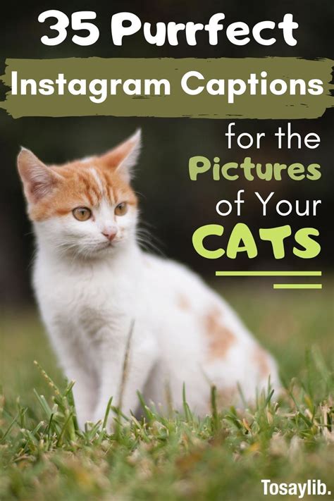 35 Purrfect Instagram Captions For The Pictures Of Your Cats Tosaylib