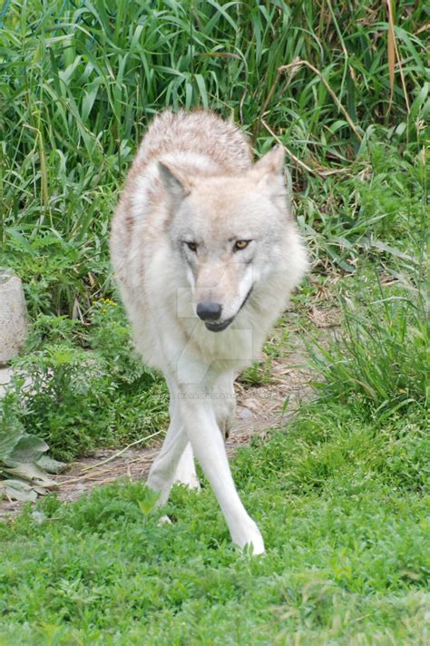 Wolf Crossing His Legs By Filemanager On Deviantart