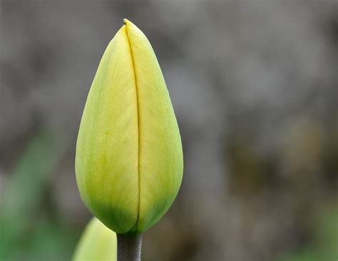 Darmowy obraz ogród liść kwiat natura lato Tulipan roślina kwiat