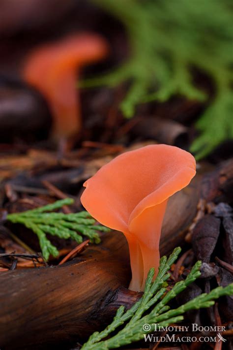 Apricot Jelly Fungus Guepinia Helvelloides Mushroom Pictures Wild