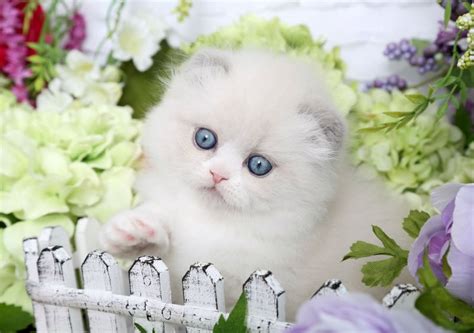 Gordy Lilac Bi Color Point Himalayan Fold Kitten For Sale Kitten