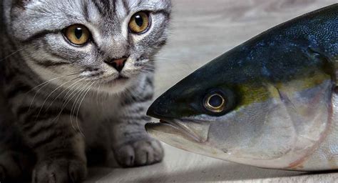 Even though the feline organism can digest raw meat, there are some factors which pose threats: Can Cats Eat Tuna - Canned, Raw, Or As A Main Part Of ...