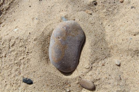 Free Images Beach Sand Rock Stone Pebble Soil Fauna Material Invertebrate X