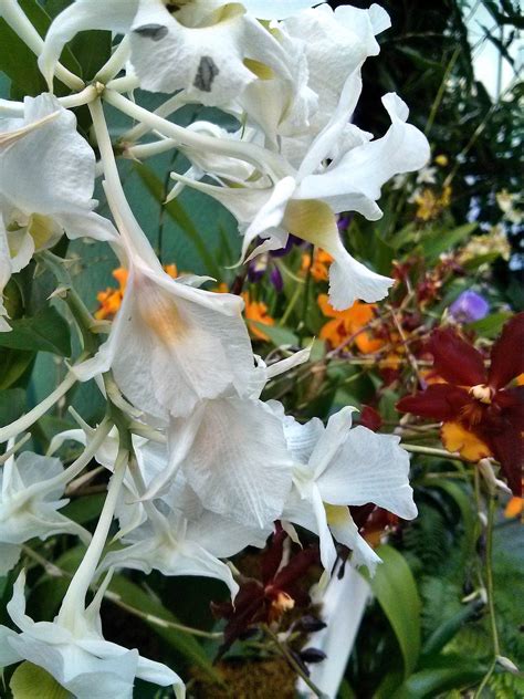 Maybe you would like to learn more about one of these? Conservatory of Flowers at Golden Gate Park : San ...
