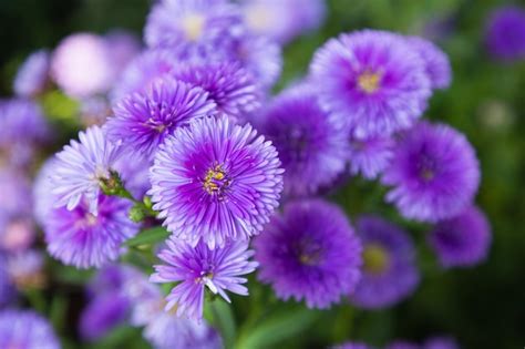 Premium Photo Purple Flowers Of Italian Asters Michaelmas Daisy