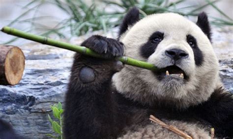 With Giant Panda Numbers Rising China Still Faces Huge Challenges