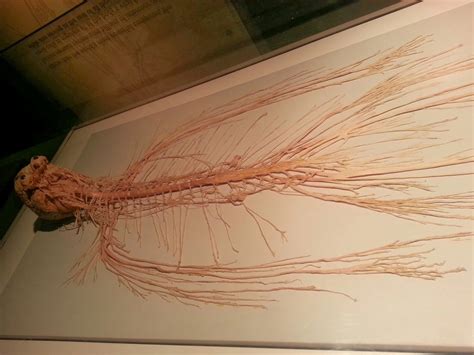 This Display Of Our Nervous System Roddlyterrifying