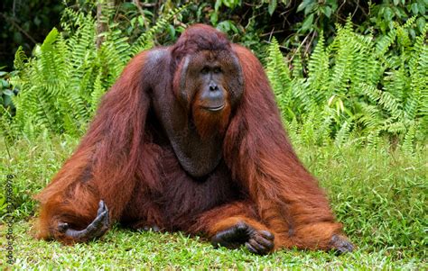Dominant Male Orangutan Sitting On The Ground Indonesia The Island Of