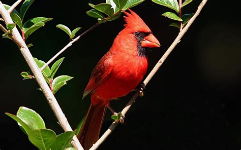 Stylist View North American Male Cardinal Birds Wallpaper