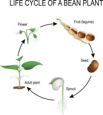 Life Cycle Bean Plant Lovetoknow