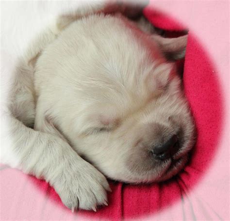 Sleepy Face Of Newborn English Cream Golden Retriever Puppy Raised With