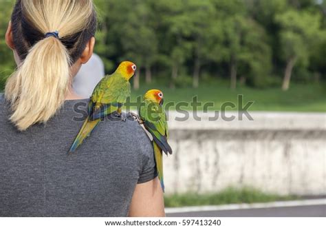 Two Bird Cute Parrots Sit On Stock Photo Edit Now 597413240