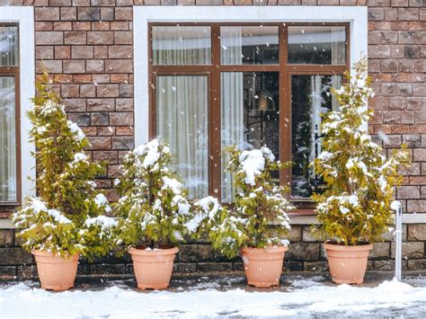 How To Overwinter Potted Trees Tips For Storing Potted Trees Over