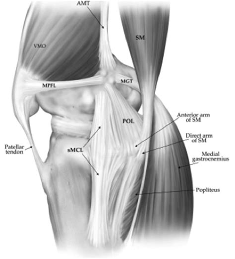 Knee Anatomy Medial View Human Body Anatomy Sexiz Pix