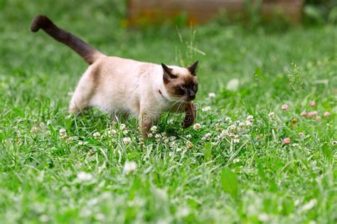 A White Cat Walks Through The Garden Among The Young Green Grass Stock