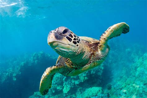 How Long Do Sea Turtles Live