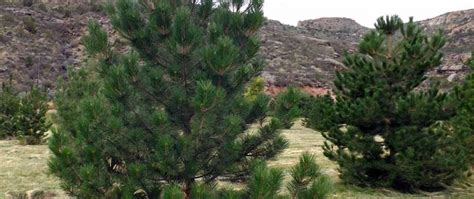 Mature Trees for Sale Utah | Pine Trees | Willowcreek Tree Farms