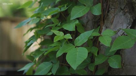 Poison Ivy Is Getting Worse With Climate Change
