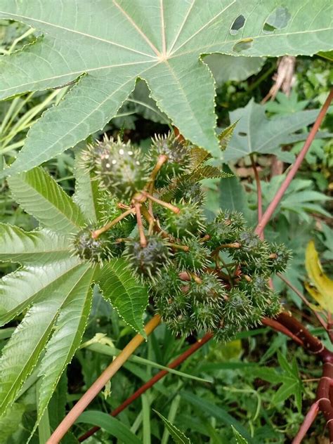 13 Tanaman Beracun & Berbahaya Yang Ada Di Indonesia | KASKUS